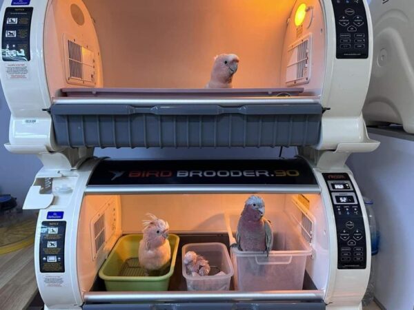 Major Mitchell's cockatoo with pink and white plumage