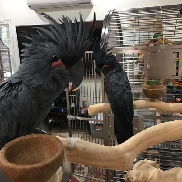 Black palm cockatoo for sale at My Cockatoo Bird