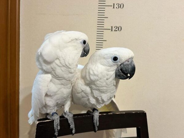 Affectionate hand-raised Umbrella cockatoo - are cockatoos good pets