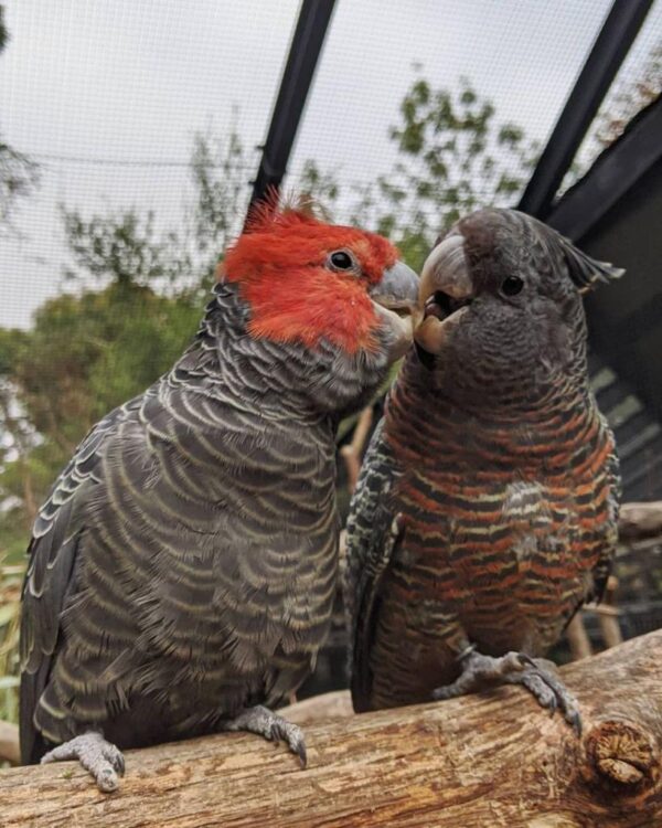 Gang gang cockatoo, a gentle and quieter cockatoo species