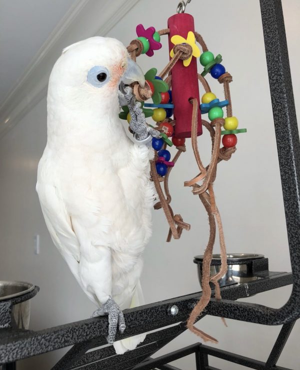 Hand-raised Goffin's cockatoo, a good beginner cockatoo