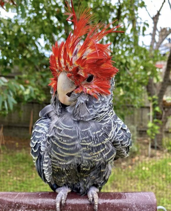 Hand-raised gang gang cockatoo with scarlet crest