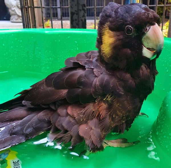 Yellow-tailed black cockatoo, a large elegant black parrot