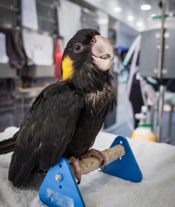 Yellow-tailed black cockatoo showing its yellow tail panels