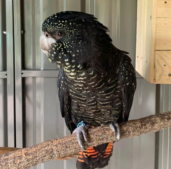 Red-tailed black cockatoo, a dramatic black parrot