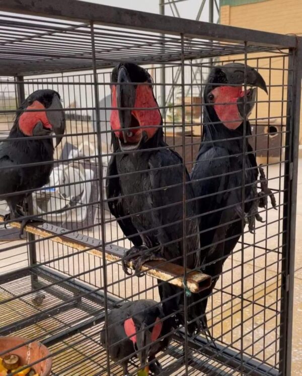 Hand-raised black palm cockatoo with red cheek patch