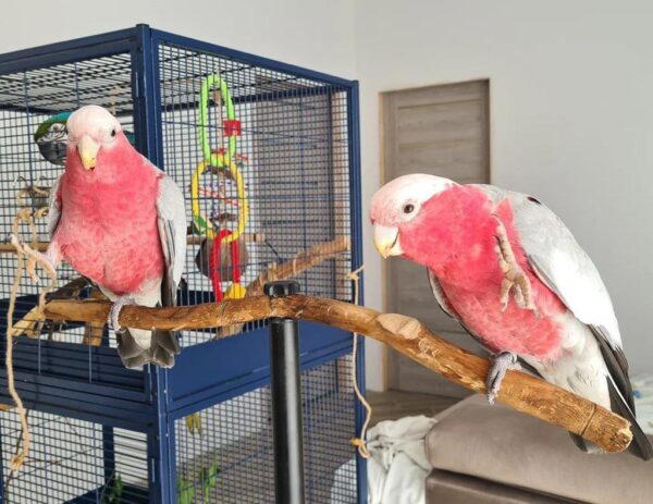 Rose-breasted cockatoo (galah) enjoying enrichment