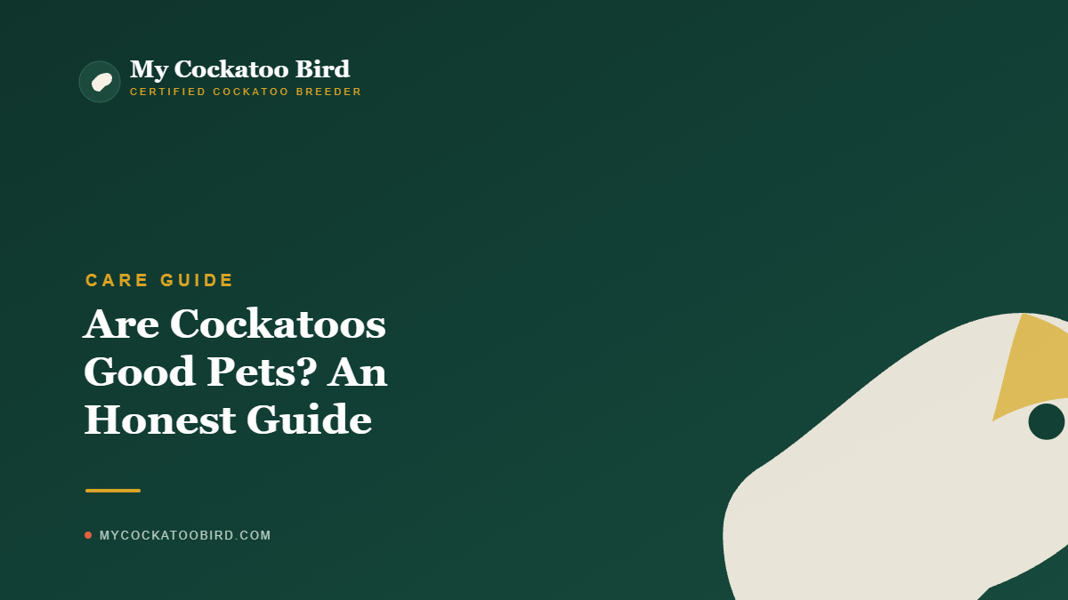 Are Cockatoos Good Pets? An Honest Guide (2026) — My Cockatoo Bird